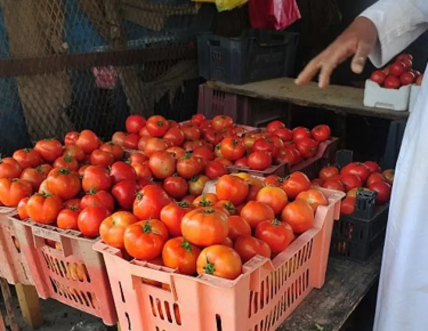 نقيب الفلاحين: 40% زيادة في زراعة عروة الطماطم الحالية.. و10 آلاف جنيه خسائر كحد أدنى في الفدان