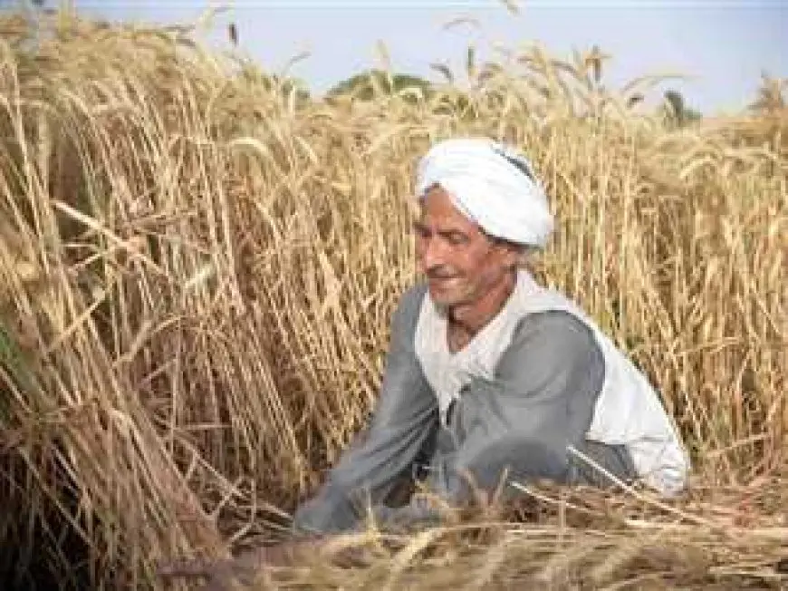 ارتفاع نسبة الاكتفـاء الذاتى مـن القمح إلى 44.6% خلال 2023