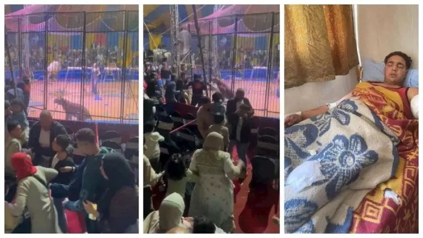 لماذا أدخل ذراعه في القفص؟ .. فيديو جديد يوثق لحظة هجوم النمر على عامل سيرك طنطا