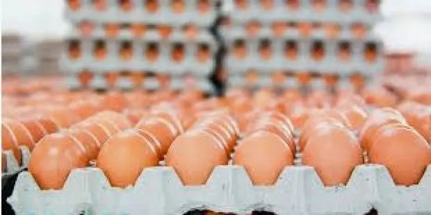 شعبة المواد الغذائية: ارتفاع درجات الحرارة يهبط بأسعار البيض دون الـ100 جنيه للطبق