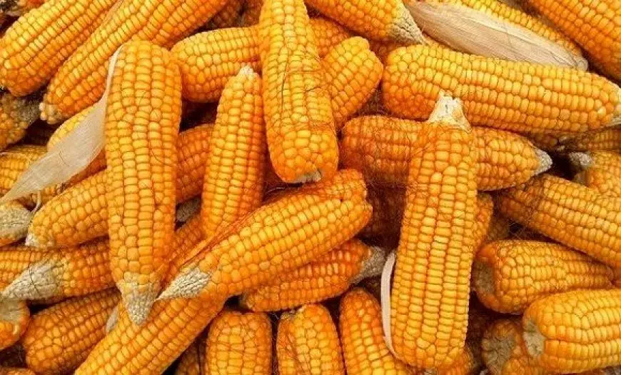 الإحصاء: ارتفاع قيمة واردات الذرة 38.8% خلال يناير الماضي