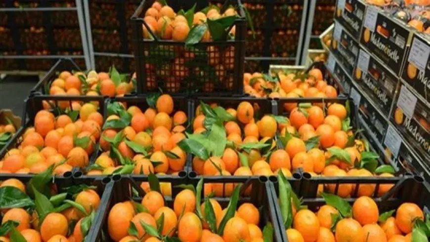 المجلس التصديري للحاصلات الزراعية: مصر الأولى عالميا في إنتاج وتصدير البرتقال والثانية بالموالح