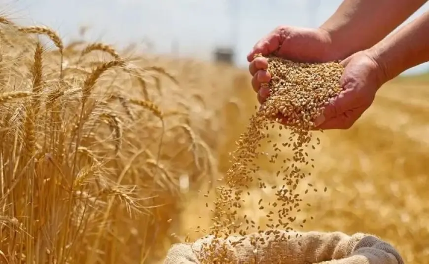 وزير الزراعة: نشهد زيادة 10% في إنتاجية فدان القمح.. وتوريد 1.6 مليون طن حتى اليوم