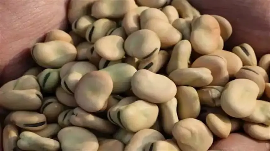انخفاض أسعار الفول والزيت والسكر والعدس اليوم الأحد بالأسواق (موقع رسمي)