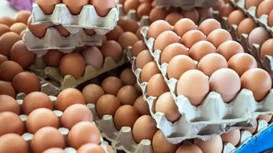 أسعار البيض اليوم الاثنين بالأسواق (موقع رسمي)