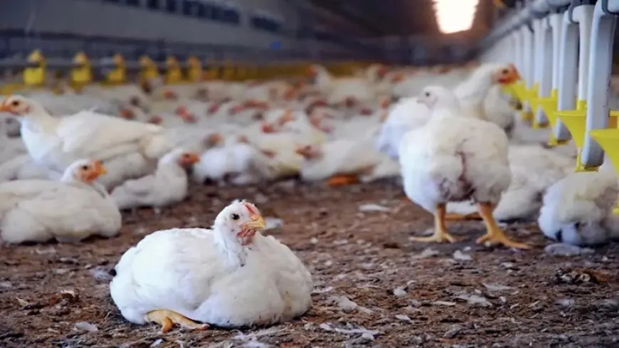 خريطة الأسعار اليوم: انخفاض الدواجن والبيض واللحوم والذهب