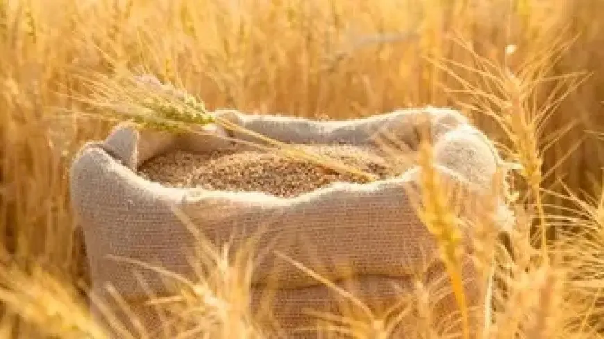السعودية تطرح مناقصة لاستيراد 655 ألف طن قمح