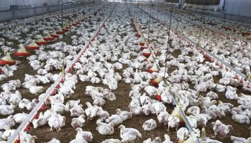 فيديو.. شعبة الثروة الداجنة: الادعاء بنفوق 30% من الدواجن دعوة لرفع الأسعار