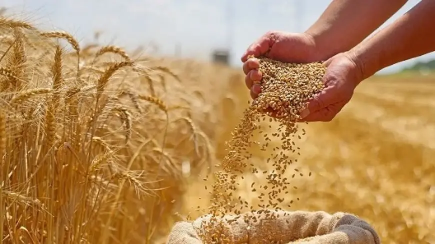 القابضة للصوامع تستحوذ على 40% من مشتريات القمح المحلي خلال موسم حصاد الحالي
