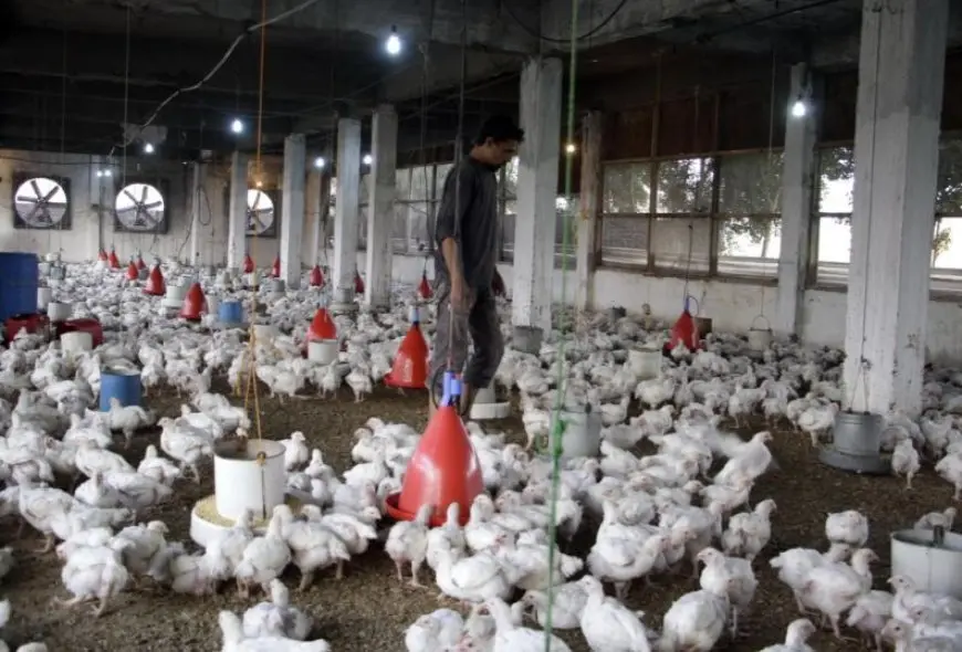 شعبة الدواجن: لا تحورات فيروسية.. وحالات النفوق فردية لغياب التحصين أو الاحتباس الحراري