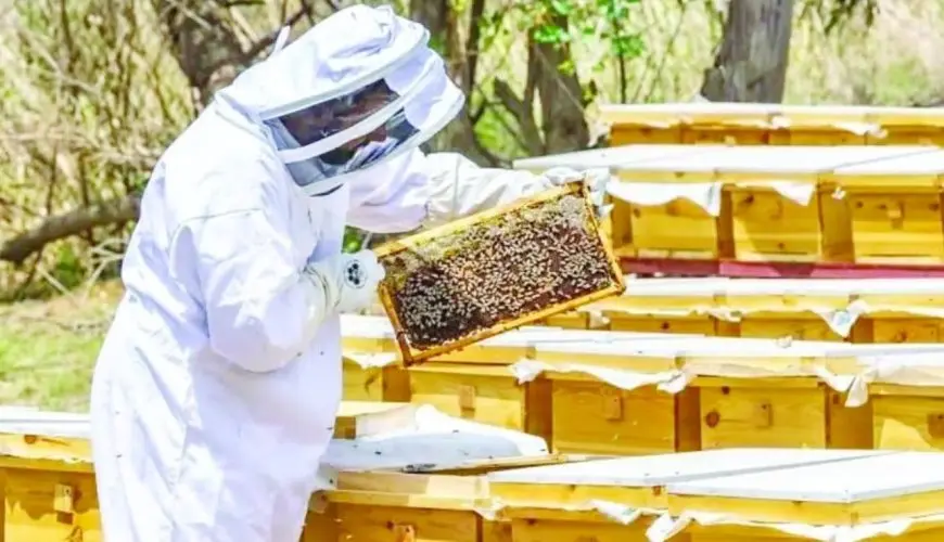 الهجوم على قطاع العسل المصرى.. حقائق علمية أم جرى وراء الترند؟
