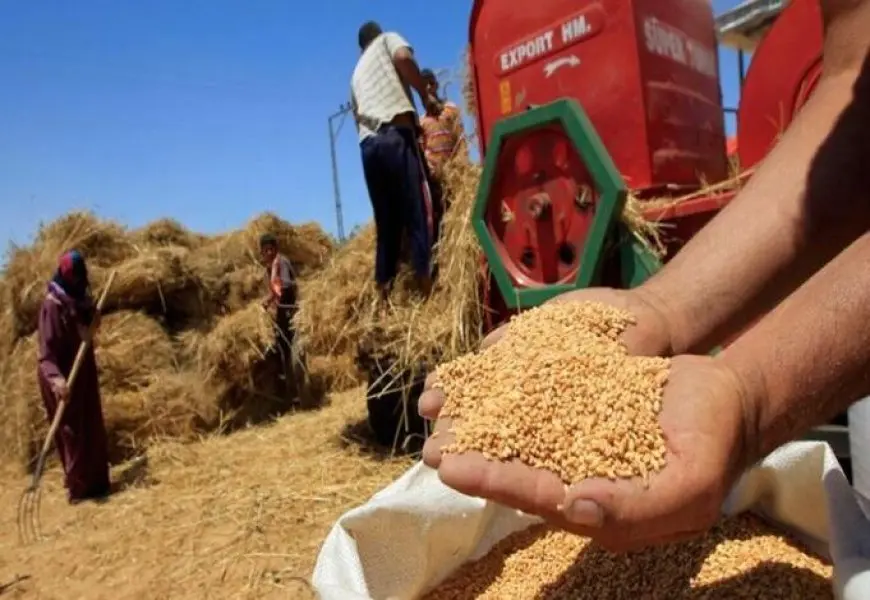 ارتفاع التوريد المحلي من القمح بنسبة 20% ووصوله لـ3.6 مليون طن