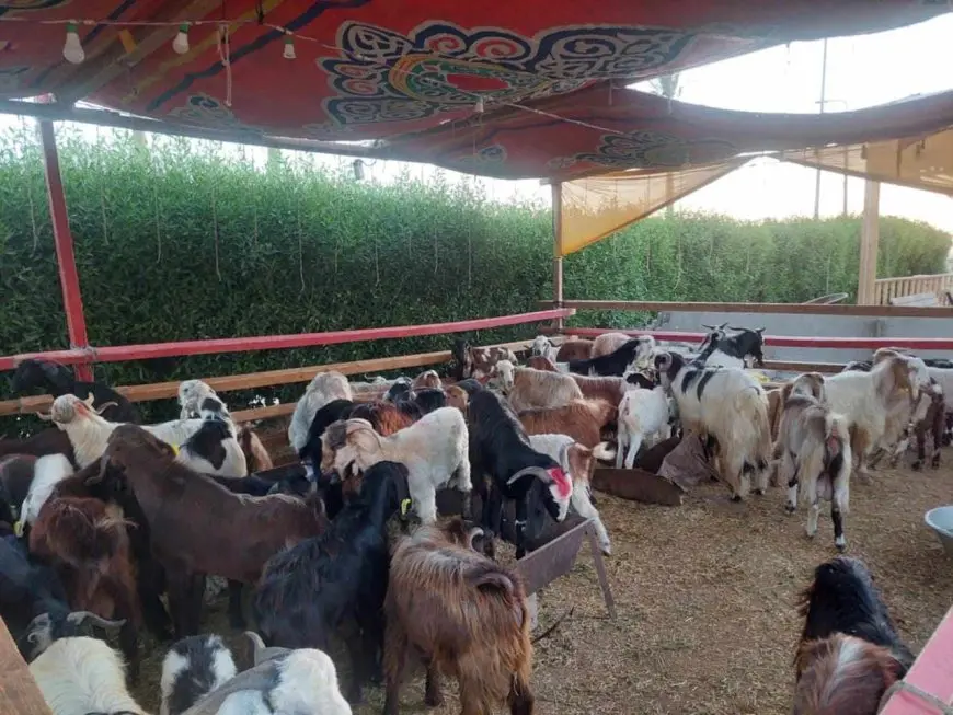 أفضلها البرقي.. أنواع وأسعار الأضاحي بجنوب سيناء