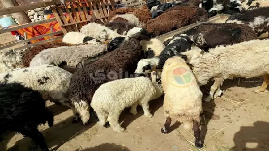 ما حكم شراء الأُضْحِيَّة بالوزن؟.. الإفتاء توضح الرأي الشرعي