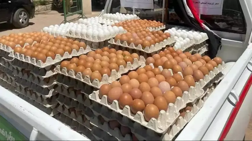 ارتفاع البلدي.. أسعار البيض اليوم الخميس بالأسواق (موقع رسمي)