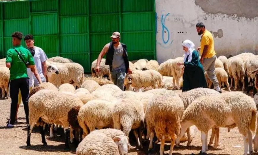 في سنة ممطرة.. التونسيون يواجهون غلاء الأضاحي