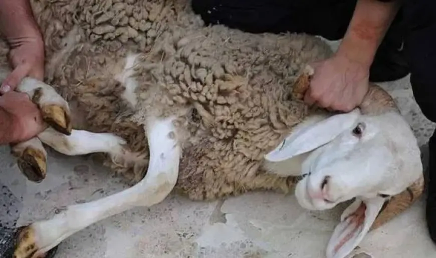 كل ما تحتاج معرفته عن ذبح الأضحية في عيد الأضحى