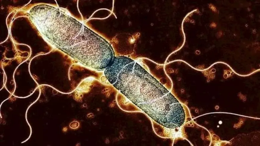 أمريكا.. تفشي السالمونيلا في 7 ولايات وسحب 1.7 مليون بيضة من الأسواق