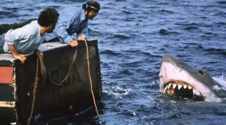50 عاما على عرض فيلم الفك المفترس.. كيف غير تصورات الناس عن أسماء القرش؟