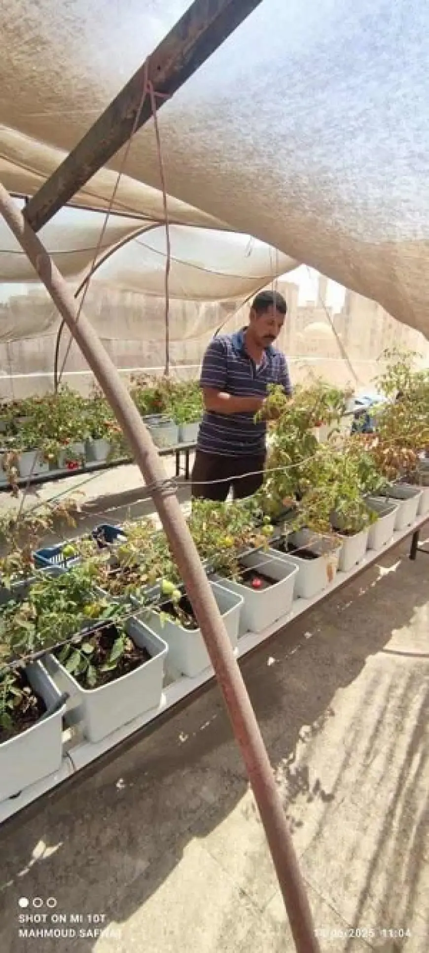 محافظ القاهرة: نجاح تجربة زراعة أسطح 3 عقارات بالأسمرات