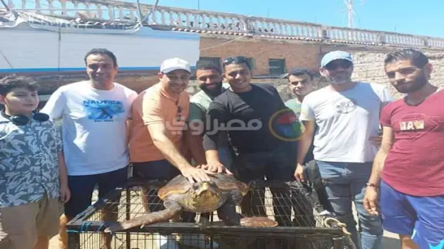 “مارفل” تعود للبحر.. إنقاذ سلحفاة نادرة مهددة بالانقراض في الإسكندرية- فيديو وصور