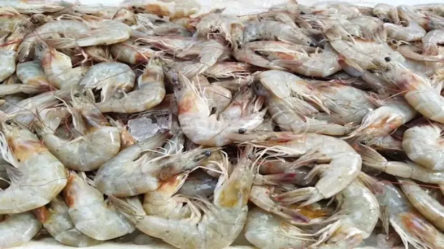 ارتفاع الجمبري والكابوريا.. أسعار الأسماك والمأكولات البحرية في سوق العبور اليوم