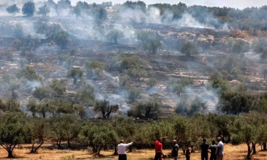 مستوطنون إسرائيليون يقتلعون 200 شجرة زيتون جنوب الضفة الغربية المحتلة