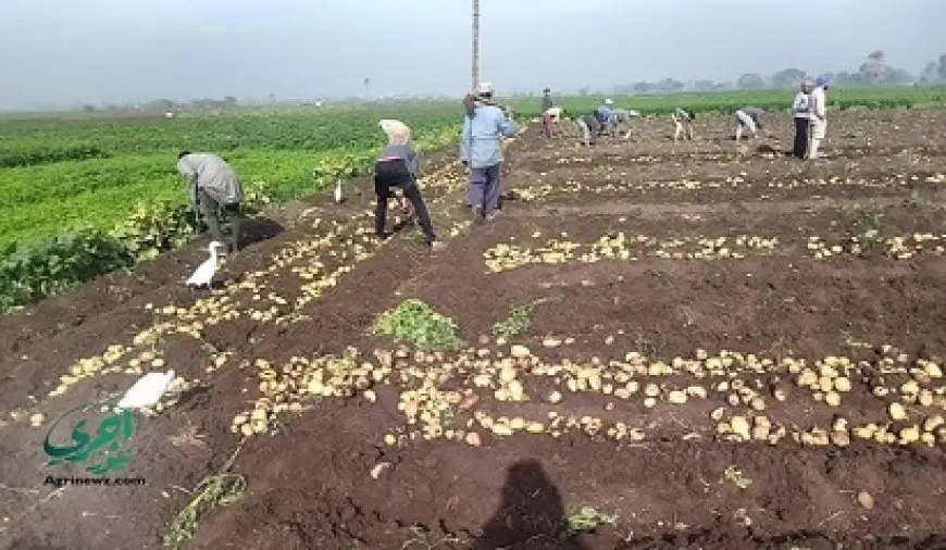 الزراعة تواصل متابعة أعمال حصاد البطاطس في المناطق الخالية من العفن البني
