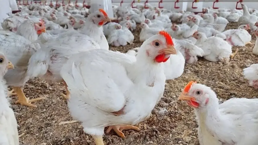 شعبة الدواجن: شائعات الهرمونات غير صحيحة تماما.. ولدينا صناعة أقوى من البرازيل