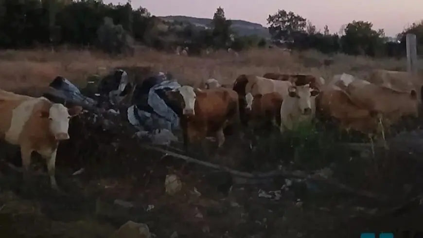استنفار في جنوب لبنان بعد عبور عشرات الأبقار الإسرائيلية.. ما السبب؟