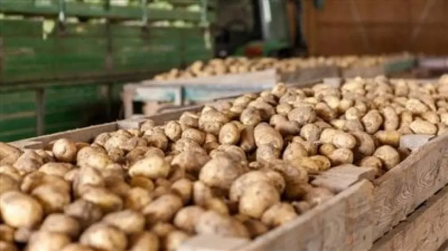 وزير الزراعة: ارتفاع إنتاجية البطاطس والطماطم 15% هذا العام
