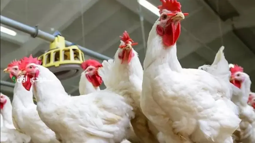 خريطة الأسعار اليوم: ارتفاع الدواجن واللحوم وانخفاض الذهب