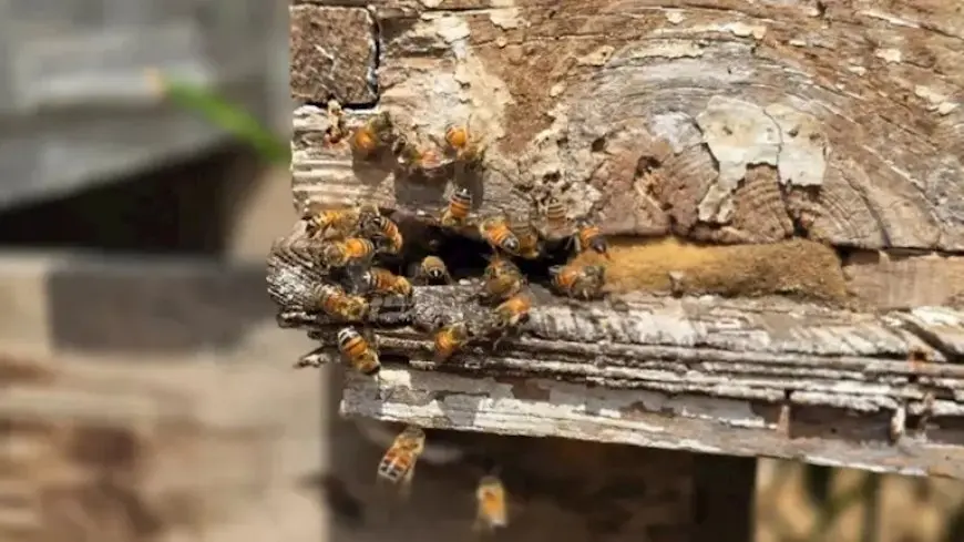 “حتى النحل جاع في غزة وفرّ خوفاً وفزعاً من القصف”