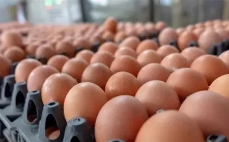 انخفاض البلدي.. أسعار البيض اليوم بالأسواق (موقع رسمي)