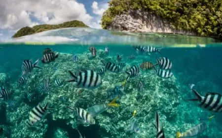 خبراء بيئة يوضحون تأثير التغير المناخي على الكائنات البحرية