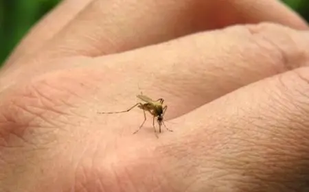 بعد موجة تفشٍ.. الصين تواجه “الشيكونجونيا” بإجراءات صارمة