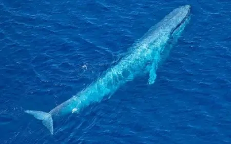 أمريكا: نفوق حوت بعد اصطدامه بقارب صغير قبالة سواحل نيوجيرسي