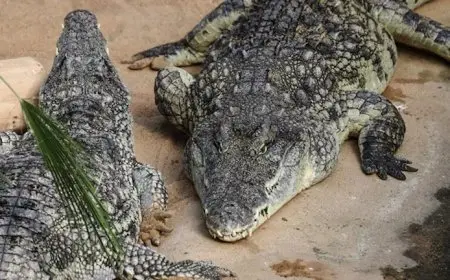 بعد تعرضها لمعاملة لا إنسانية.. إسرائيل تُعدِم تماسيح بطريقة القتل الرحيم