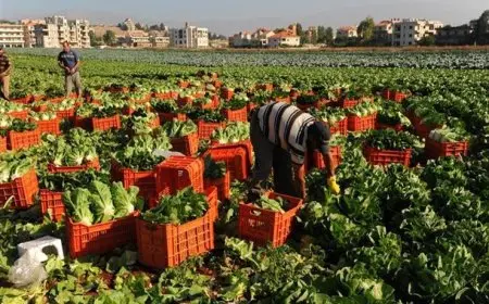 نقص المعروض وارتفاع أسعار الأسمدة يهددان موسم الزراعة الصيفية