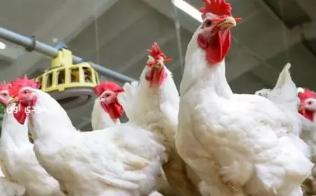 خريطة الأسعار اليوم: انخفاض الدواجن والمكرونة وارتفاع الذهب