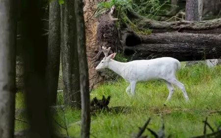 رجل يوثق لحظة ظهور غزال أبيض نادر (فيديو)