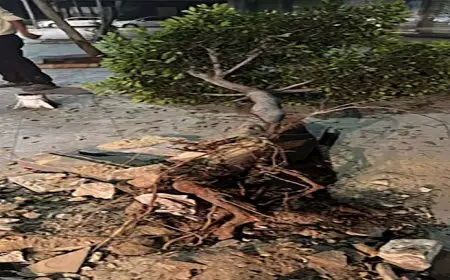 زراعة أنواع جديدة.. محافظ الإسكندرية يكشف مصير أشجار أبو قير-صور