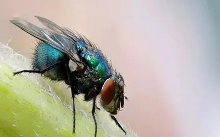 لماذا يصعب القضاء على الذباب بأيدينا؟ ما السر؟