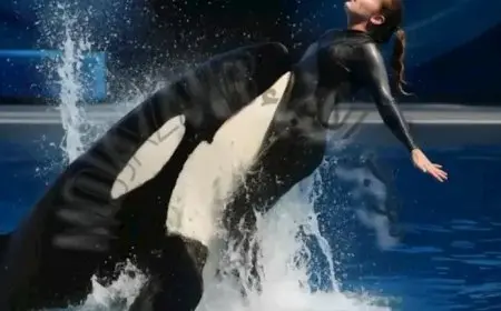 بعد “بهارات المصريين” ودماء حيضها.. حقيقة مهاجمة حوت الأوركا لمدربته جيسيكا