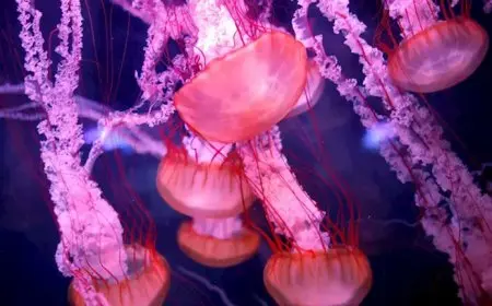 قناديل البحر تتسبب في إغلاق أكبر محطة للطاقة النووية في فرنسا