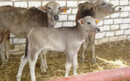 وزير الزراعة: دعم مشروع البتلو مستمر بفائدة 5%.. وصرف70% من أسمدة الموسم الصيفي