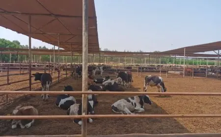 الزراعة: خطة شاملة تبدأ من السبت المقبل لحماية الثروة الحيوانية من العترة الجديدة لفيروس الحمي القلاعية