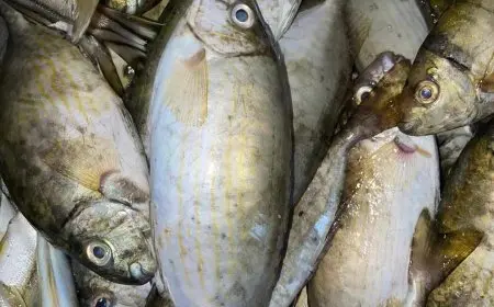 13 أغسطس 2025.. أسعار الأسماك في سوق العبور للجملة اليوم