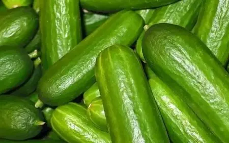 انخفاض الخيار.. أسعار الخضروات والفاكهة في سوق العبور اليوم