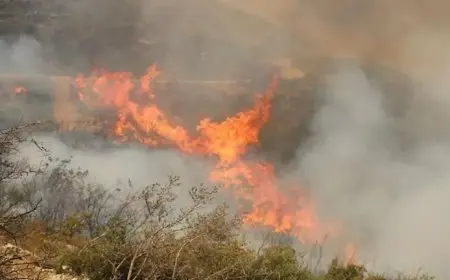 بالصور| حرائق في سوريا ودول جنوب أوروبا والبلقان بسبب موجة الحر